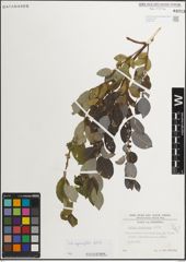 Foto von Salix myrsinifolia Salisb.